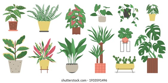 Grupo de plantas domésticas aisladas en un fondo blanco. Colección de plantas interiores en macetas. Decoración casera. Ilustración vectorial en estilo plano