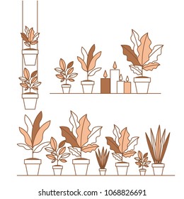 group of houseplants home decorations