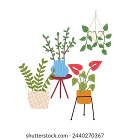 Group of houseplants in various pots, cartoon flat vector illustration isolated on white background. ZZ plant, hanging pothos, money tree and lily. Home decor elements in boho style.