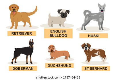 Group of hunting dogs breeds vector illustration. Cartoon character pets isolated