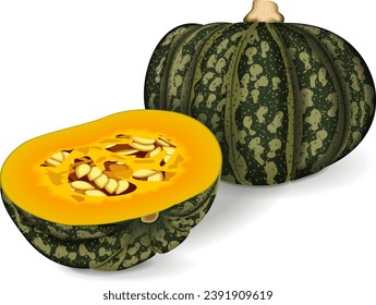 Grupo de calabazas de invierno de Kabocha. Calabaza de castañas. Cucurbita máxima. Frutas y verduras. Ilustración vectorial aislada.