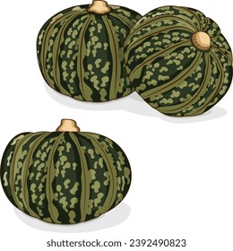 Group of Kabocha winter squash pumpkins. Chestnut squash. Cucurbita maxima. Fruits and vegetables. Clipart. Isolated vector illustration.