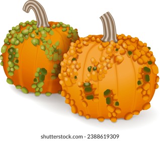 Gruppe von Knucklehead Pumpkins. Winterschlaf. Cucurbita pepo. Obst und Gemüse. Einzige Vektorgrafik.