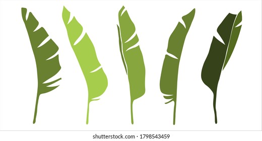 Group of large green banana leaves of exotic palm tree isolated on white background. Free hand drawn tropical plant foliage. Vector illustration in a flat style.