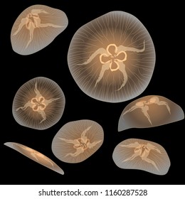 Group of light jellyfishs on black background, vector illustration