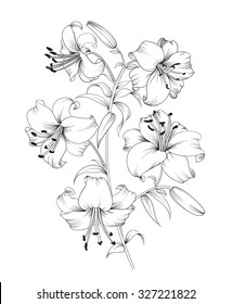 21,806 Outline of lily Images, Stock Photos & Vectors | Shutterstock