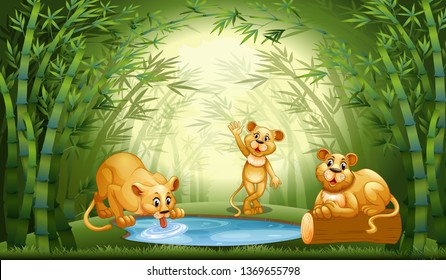 Group of lions in a bamboo forest