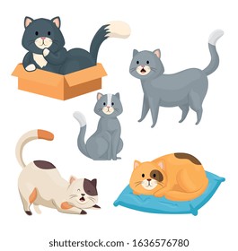 group of little cats animals vector illustration design