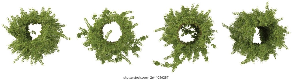 Group of Lonicera creeper plants isolated on transparent background from the top view