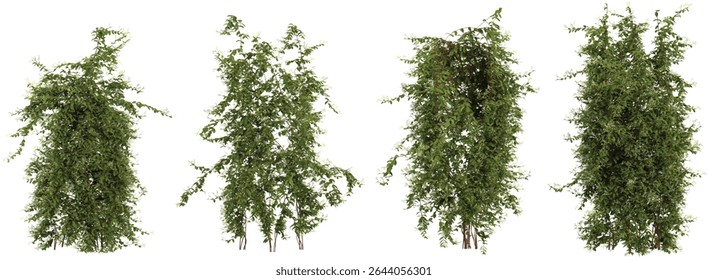 Group of Lonicera creeper plants isolated on transparent background