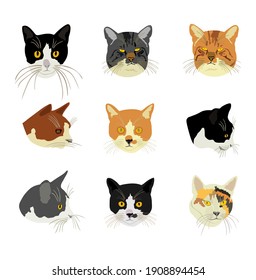 Group of many cats face vector illustration isolated on white background. Cat family. Lovely friendly pets.