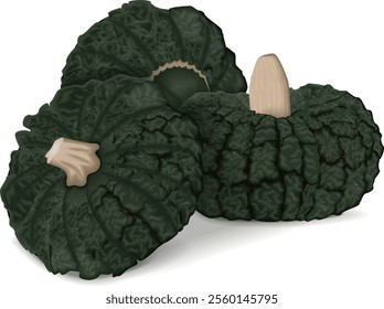 Group of Marina di Chiogga Squash or Chioggia Sea pumpkin. Winter squash. Cucurbita maxima.  Isolated vector illustration.