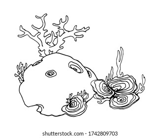 Gruppe von marinen Schwämmen und Korallen, Meeresboden-Polyp, Aquarienblumenelemente, Vektor-Illustration mit schwarzen Konturlinien isoliert auf weißem Hintergrund im Doodle und handgezeichnet Stil