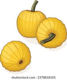 Group of Mellow Yellow Pumpkin. Winter squash. Cucurbita pepo. Fruits and vegetables. Clipart. Isolated vector illustration.