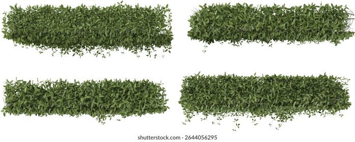 Group of Mucuna plants isolated on transparent background from the top view