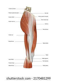 Un grupo de músculos del muslo humano, su estructura sobre un fondo blanco. Ilustración del vector 3D