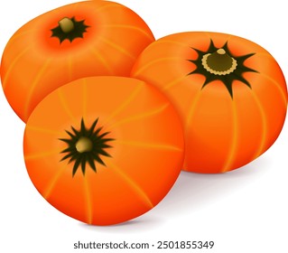 Group of Orange buttercup squash. Winter squash. Cucurbita maxima. Fruits and vegetables. Isolated vector illustration.