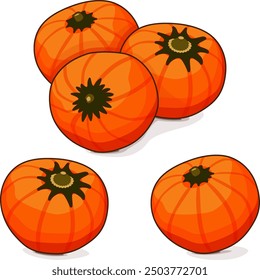 Group of Orange buttercup squash. Winter squash. Cucurbita maxima. Fruits and vegetables. Clipart. Isolated vector illustration.