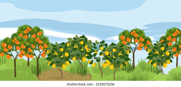 Group of orange and lemon trees with ripe fruits on the branches
