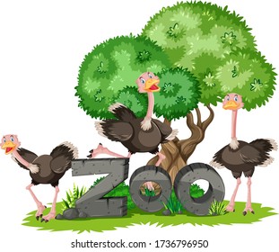 Group of ostrich with zoo banner illustration
