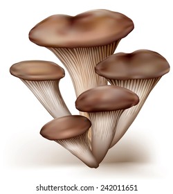 group of oyster mushrooms on a white background. vector illustration