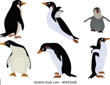 group of penguins