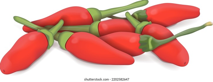 Group of Peri peri peppers. Peri peri peppers. Piri Piri. Piripiri. Pili pili. Bird's eye peppers. Siling labuyo. Fresh organic vegetables. Vector illustration isolated on white background.