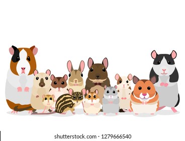 group of pet rodents
