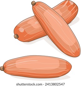 Group of Pink Jumbo Banana Squash Pumpkin Winter squash. Cucurbita maxima. Fruits and vegetables. Clipart. Isolated vector illustration.