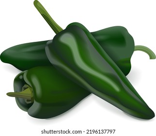 Group of poblano pepper for banners, flyers, posters, social media. Chili pepper. Ancho. Chile ancho. Capsicum annuum. Fresh organic vegetables. Vector illustration isolated on white background.