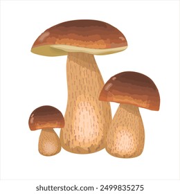 Group porcini on white background. Cep mushroom vector illustration. Edible mushrooms in forests. Boletus edulis mushroom or ceps. Porcini mushrooms. Wild Forest edible Mushroom. Harvest season