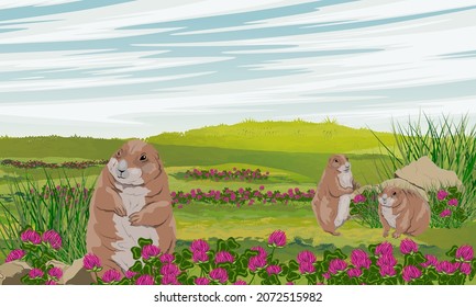 A group of prairie dogs in a green field with blooming clover. Meadow in summer. Wild rodents of North America. Realistic vector landscape