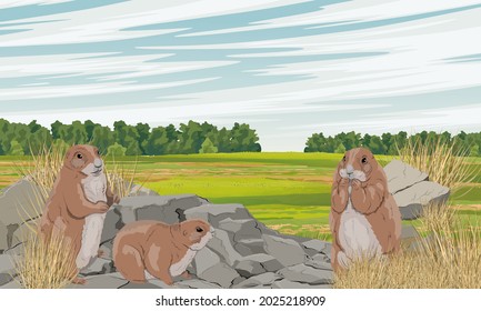 A group of prairie dogs in a green meadow with dry grass and stones. Wild rodents of North America. Realistic vector landscape