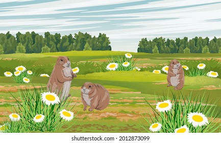 A group of prairie dogs in a meadow with daisies. Wild rodents of North America. Realistic vector landscape