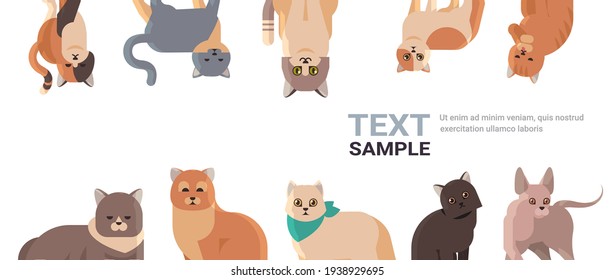 group of purebred cats set fluffy adorable cartoon animals domestic kitty home pets concept flat portrait copy space horizontal