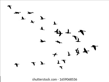 Group Pushes to Save Migratory Birds flock of bird design vector hand drawn   