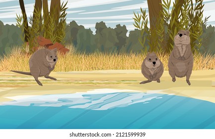 1,973 Quokka australia Images, Stock Photos & Vectors | Shutterstock