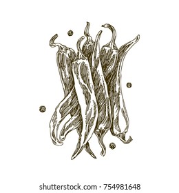 Group red chilli pepper. Sketch. Vector illustration.