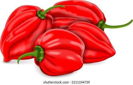 Grupo de pimientos de chile de habanero rojo. Capsicum chinense. Calentar pimienta picante. Verduras ecológicas frescas. Ilustración vectorial aislada en fondo blanco.