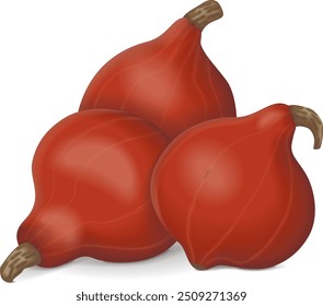 Group of Red Kuri squash. Climbing Onion squash, Potimarron squash. Winter squash. Cucurbita maxima. Fruits and vegetables. Isolated vector illustration.