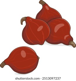 Group of Red Kuri squash. Climbing Onion squash, Potimarron squash.Cucurbita maxima. Vegetables. Clip art. Isolated vector illustration.