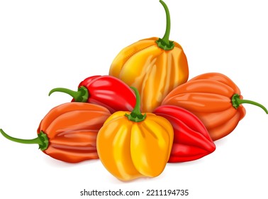 Group of red, orange, and yellow habanero chili peppers. Capsicum chinense. Heat chili pepper. Fresh organic vegetables. Vector illustration isolated on white background.