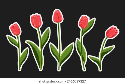 A group of red tulips on a dark background. Collection of five tulips for collages, stickers and web designs. Isolated objects on a black background. Spring bouquet of flowers.
