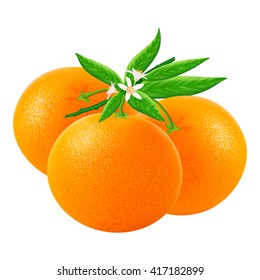 Group ripe mandarins or tangerines with leaf and flower isolated on white background. Realistic vector illustration.