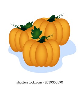 A group of ripe pumpkins vector cartoon, Autumn harvest, seasonal decoration, Thanksgiving symbols