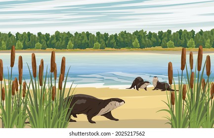 A group of river otters on the coast of a lake or river. Eurasian otter Lutra lutra, The Eurasian river otter. Realistic vector landscape