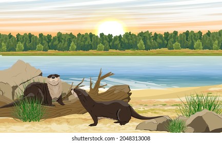 A group of river otters on the coast of a lake or river. Forest on the other side of the river. Eurasian otter Lutra lutra, The Eurasian river otter. Realistic vector landscape
