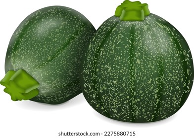 Grupo de Zucchini redondo u octava pelota. Cue Ball squash. Corgette o médula. Calabaza veraniega. Cucurbita pepo o cocodos. Frutas y verduras. Ilustración vectorial aislada en fondo blanco.