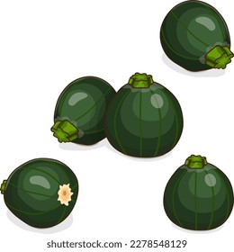 Group of Round Zucchini or Eight Ball squash. Cue Ball squash. Courgette or marrow. Summer squash. Cucubits. Fruits and vegetables. Cartoon style. Vector illustration isolated on white background.