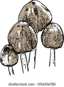 A group of rustic wild mushrooms growing. The illustration based on Coprinellus truncorum. Black, fawn and white